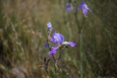 03-Iris-Mesopotamica