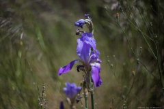 04-Iris-Mesopotamica