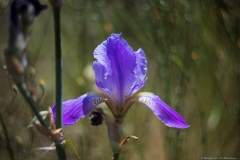 05-Iris-Mesopotamica