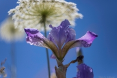 06-Iris-Mesopotamica
