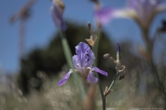 07-Iris-Mesopotamica