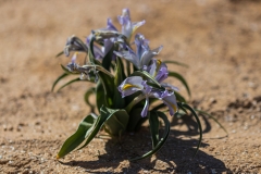 05-Iris-Regis-uzziae