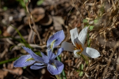 15-Crocus