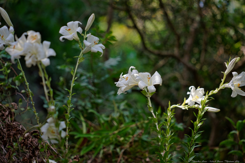 01-Kelach-Stream-Madonna-Lily