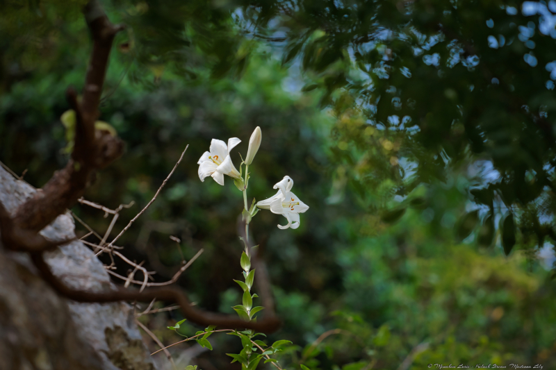 03-Kelach-Stream-Madonna-Lily