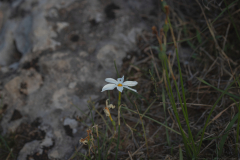 01-Khirbat-Salt-Or-Akiva