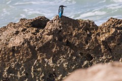 1000D_Kingfisher0059-2