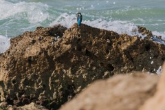 1000D_Kingfisher0060-2