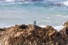 1000D_Kingfisher0061