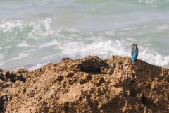 1000D_Kingfisher0062-2