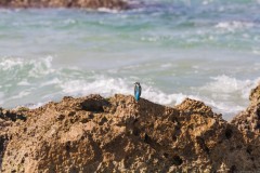 1000D_Kingfisher0062