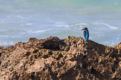 1000D_Kingfisher0063-2
