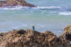 1000D_Kingfisher0063