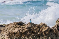 1000D_Kingfisher0064-2