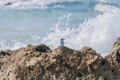1000D_Kingfisher0064