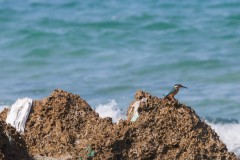 1000D_Kingfisher0065-2