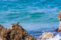 1000D_Kingfisher0066