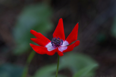 04-Kohav-Yair-Cyclamen-Forest