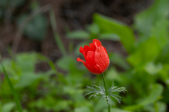 09-Kohav-Yair-Cyclamen-Forest