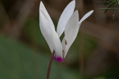 11-Kohav-Yair-Cyclamen-Forest