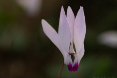 15-Kohav-Yair-Cyclamen-Forest