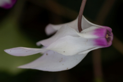17-Kohav-Yair-Cyclamen-Forest
