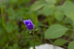21-Kohav-Yair-Cyclamen-Forest