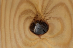 03-Covid-19-Abstract