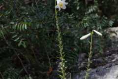 01-Madonna-Lilly-Revised