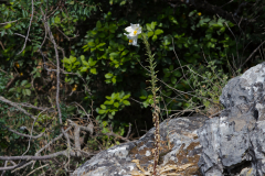 03-Madonna-Lilly-Revised