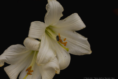 13-Madonna-Lily-Revisit-May-2023-Insects