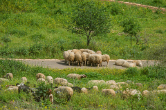 01-Migdal-Tsedek-National-Park-032023