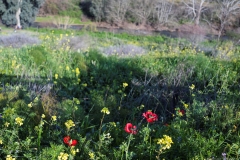 03-Metzad-Ateret