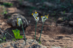 02-Nahal-Mearot-Nature-Preserve