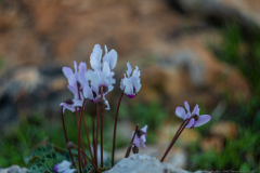 03-Nahal-Mearot-Nature-Preserve