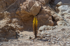 16-Nahal-Peres