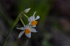 18-Crocus