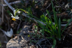 20-Crocus