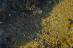 11-ml-dl