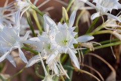 1000D_Pancratium-maritimum0013