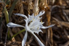 6D_Pancratium-maritimum0020