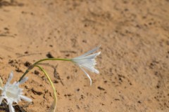 6D_Pancratium-maritimum0044