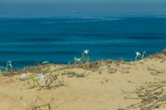 6D_Pancratium-maritimum0045