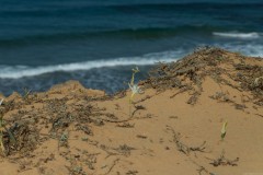 6D_Pancratium-maritimum0046