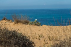 6D_Pancratium-maritimum0047