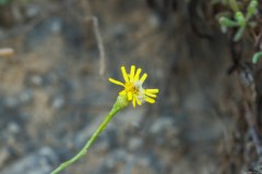 6D_Pancratium-maritimum0053