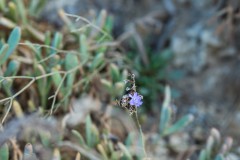 6D_Pancratium-maritimum0054