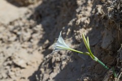 6D_Pancratium-maritimum0061