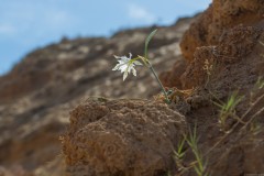 6D_Pancratium-maritimum0062