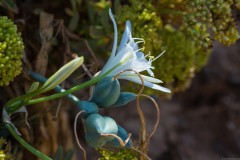 6D_Pancratium-maritimum0065